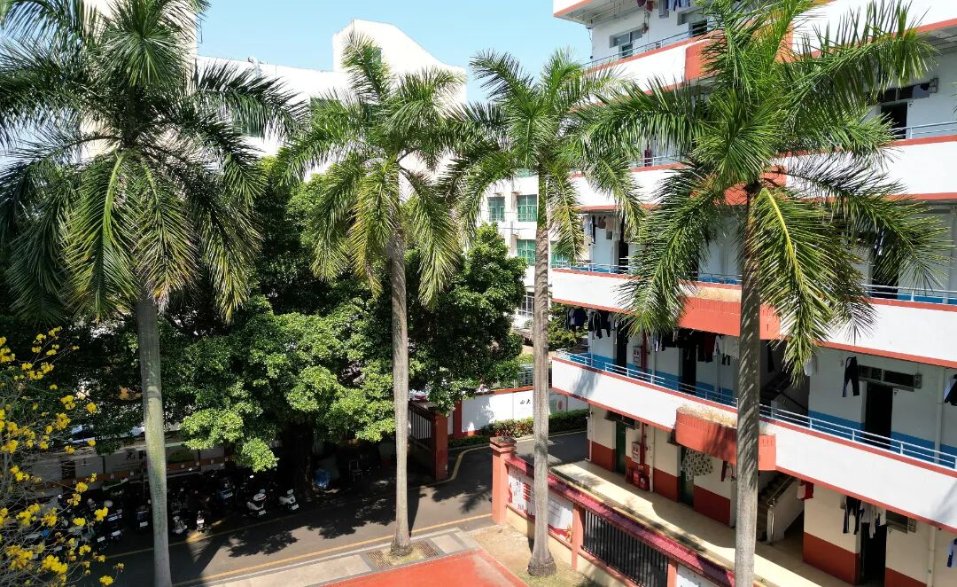 03大王椰树.jpg